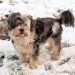 Murray a kis bichon havanese kutya játéka a hóban