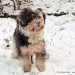 Murray a kis bichon havanese kutya játéka a hóban