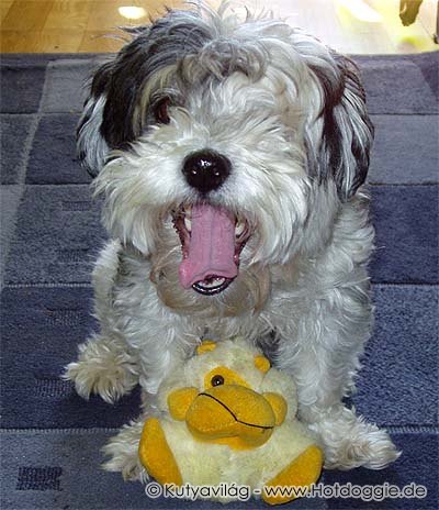 042-murray_hund.jpg