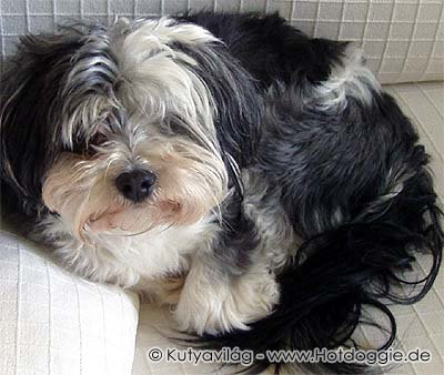 067-murray_hund.jpg
