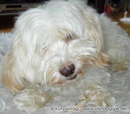 149-havanais-charlie2.jpg