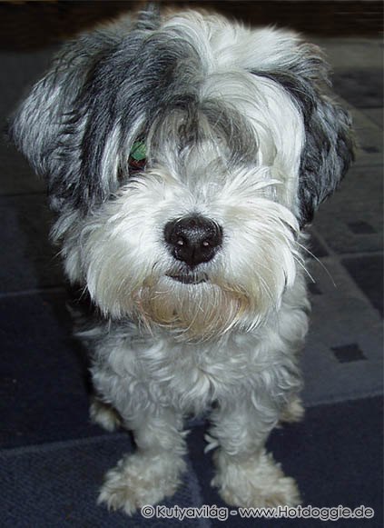 159-murray_hund.jpg