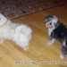 Bichon Havanese