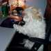 Bichon Havanese