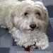 Bichon Havanese