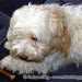 Bichon Havanese