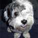 Bichon Havanese