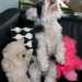 Bichon Havanese