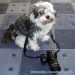 Bichon Havanese