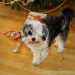 Bichon Havanese