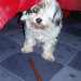 Bichon Havanese