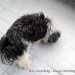 Bichon Havanese