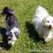 Bichon Havanese