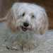 Bichon Havanese