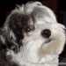 Bichon Havanese