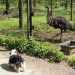 Kirándulás az Oberwald-i vadasparkban - Tierpark Oberwald (Karlsruhe)