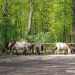 Kirándulás az Oberwald-i vadasparkban - Tierpark Oberwald (Karlsruhe)