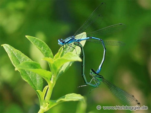 Libelle