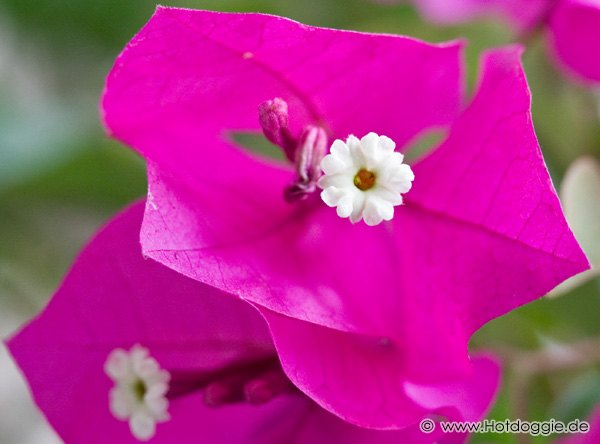 Murvafürt (Bougainvillea) makrófotó