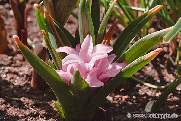Makrófotó - Tavaszi virágok: Jácint