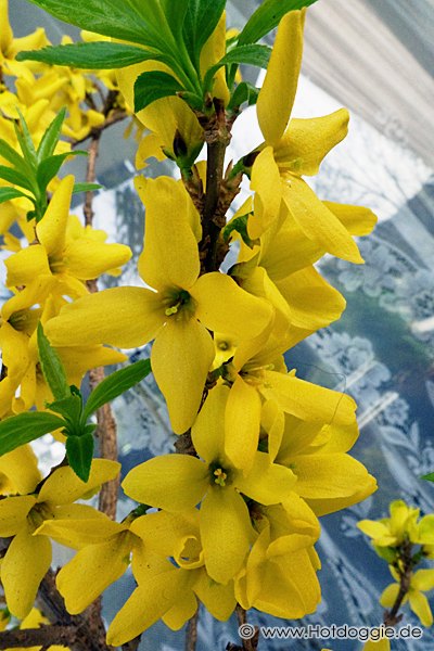 Makrófotó - Tavaszi virágok: Aranyvessző (Forsythia)