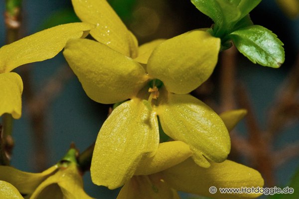 Makrófotó - Tavaszi virágok: Aranyvessző (Forsythia)