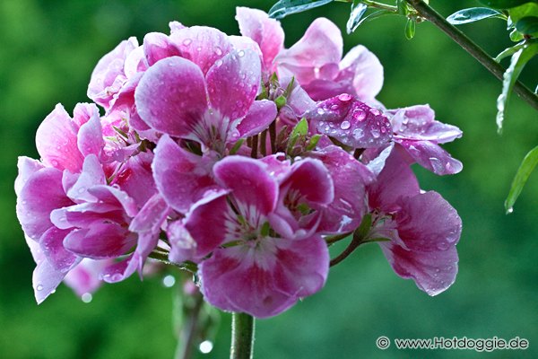 Makrófotó: Esőcsepp-gyöngyök a virágon 