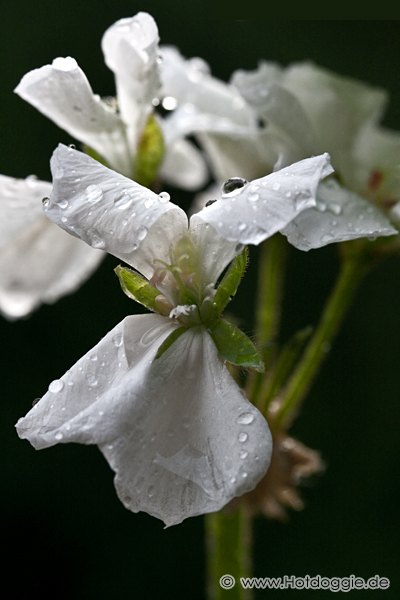 Makrófotó: Esőcsepp-gyöngyök a virágon 