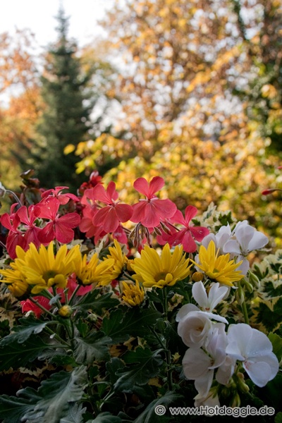Erkély virágok ősszel