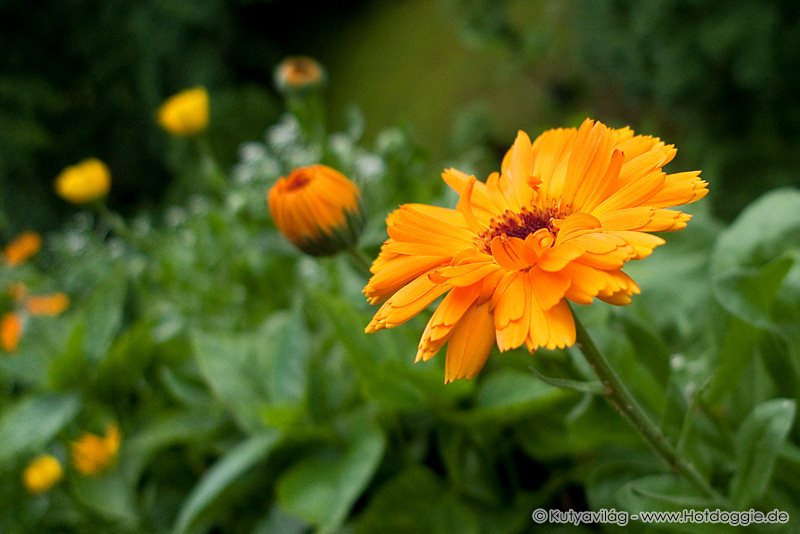 Körömvirágok, más néven kenyérbélvirágok, gyűrűvirágok (Calendula officinalis) sokasága júniusban az erkélyen