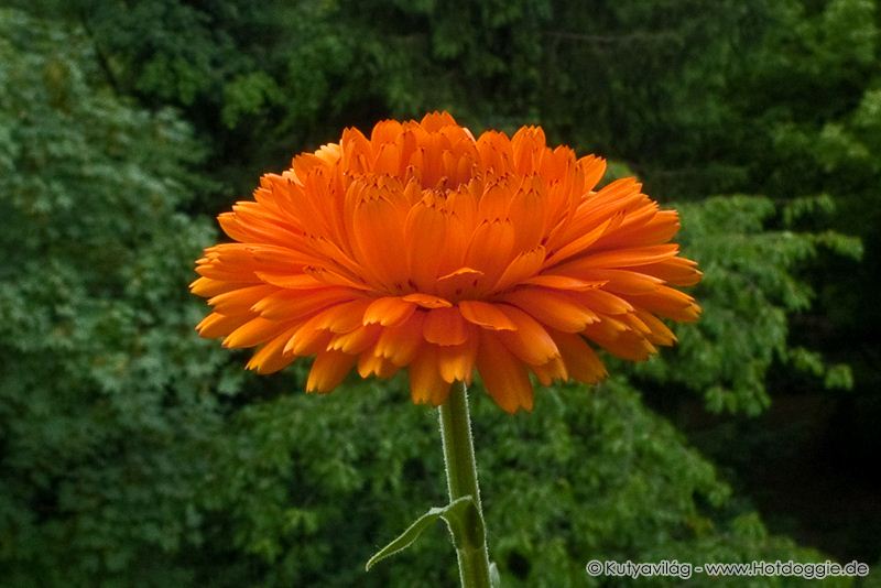 Körömvirágok, más néven kenyérbélvirágok, gyűrűvirágok (Calendula officinalis) sokasága júniusban az erkélyen