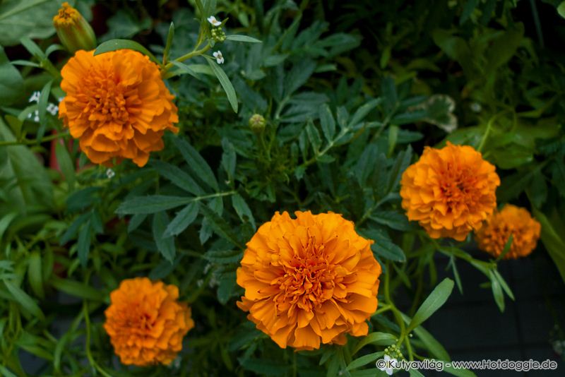 Büdöskék, vagyis a bársonyvirágok (Tagetes patula) júniusban az erkélyen