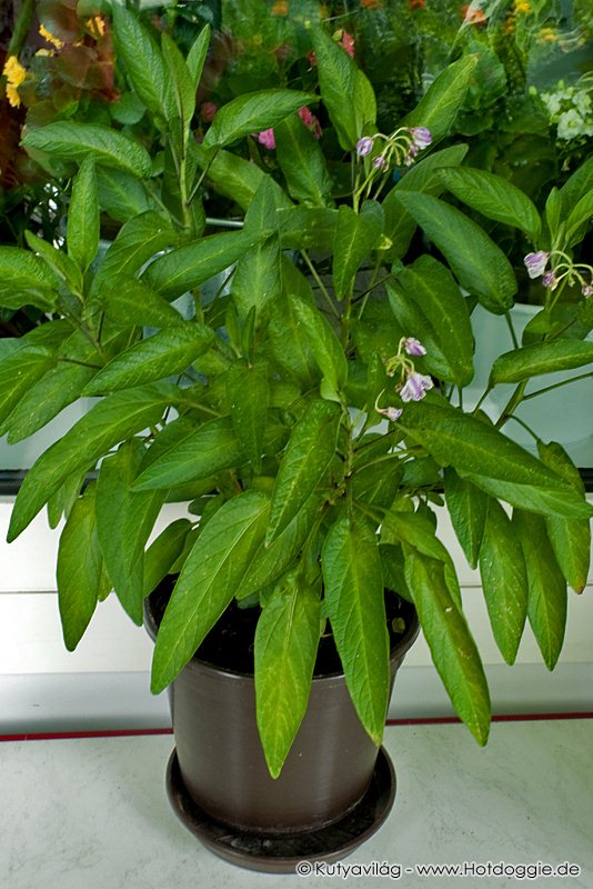 A palántaként vásárolt tojásdinnye, más néven pepino, peruiuborka (Solanum muricatum vagy Solanum variegatum Ruiz & Pav.) növényke virágzása.