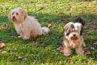 Kutyás képek (Bichon Havanese képek / Bichon Havanais)